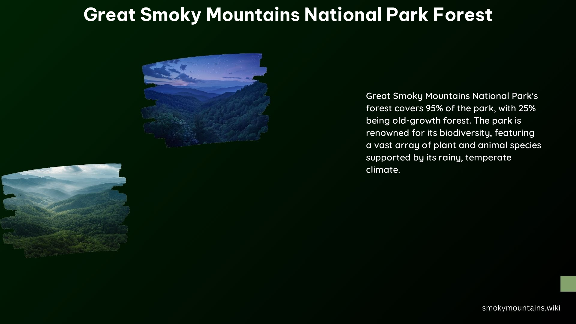 Great Smoky Mountains National Park Forest