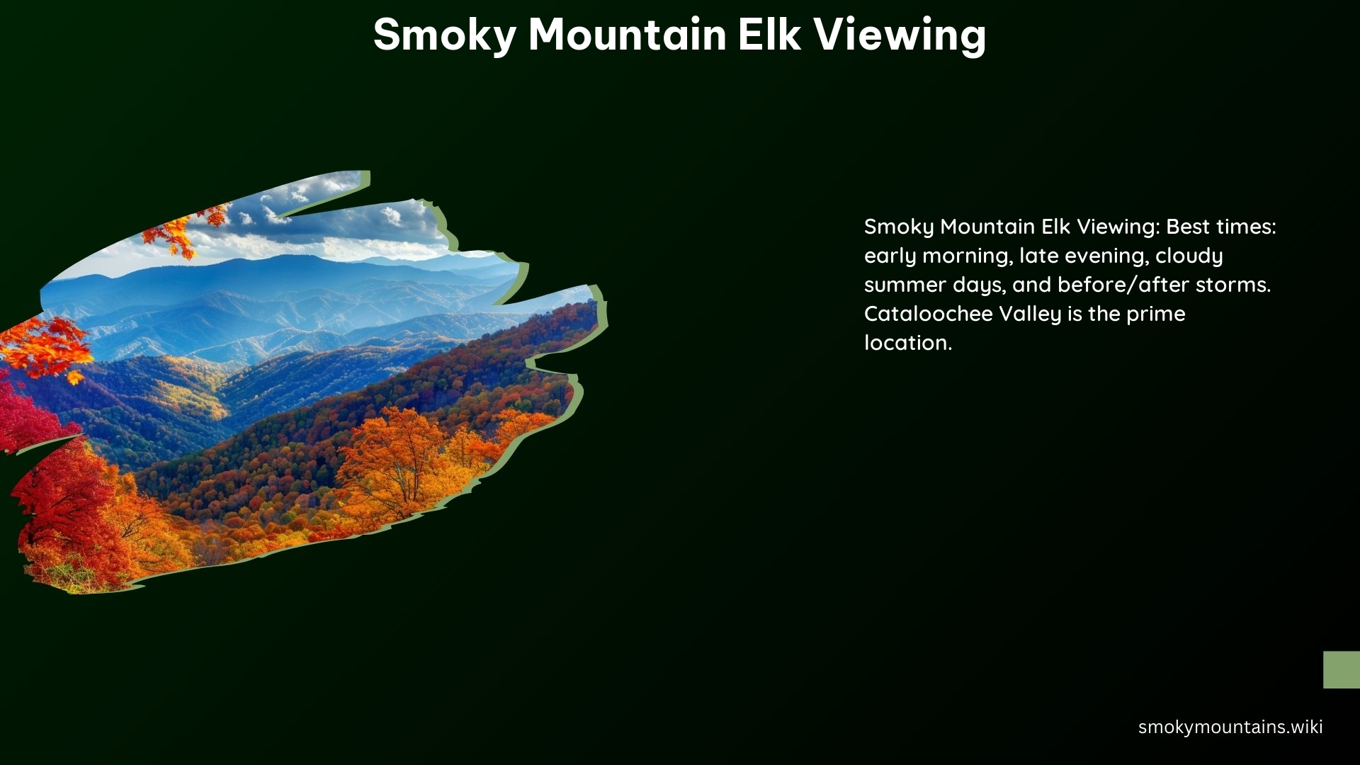 Smoky Mountain Elk Viewing