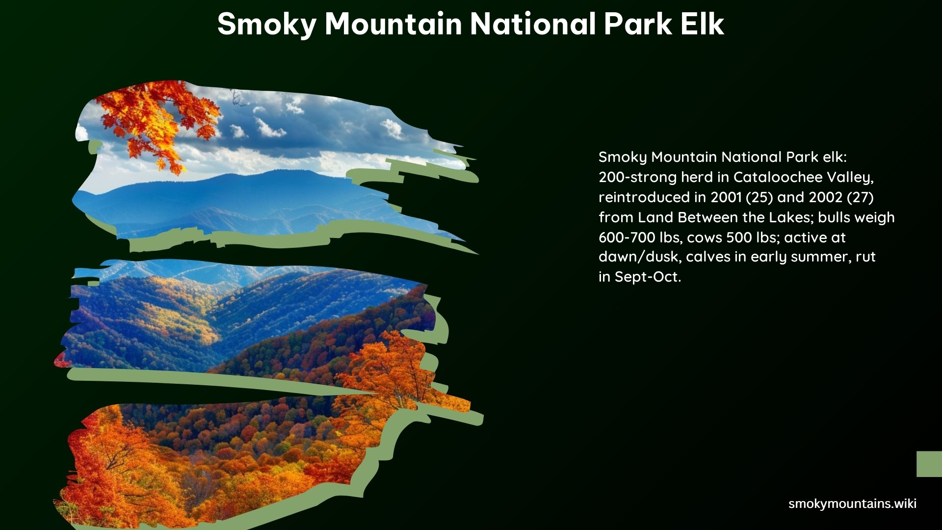 Smoky Mountain National Park Elk