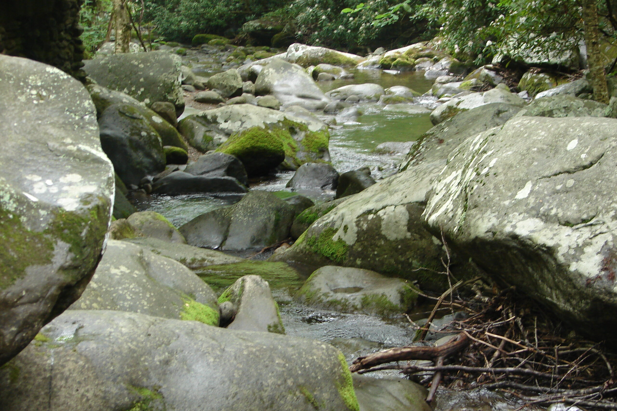 Elkmont Viewing Area Smoky Mountains