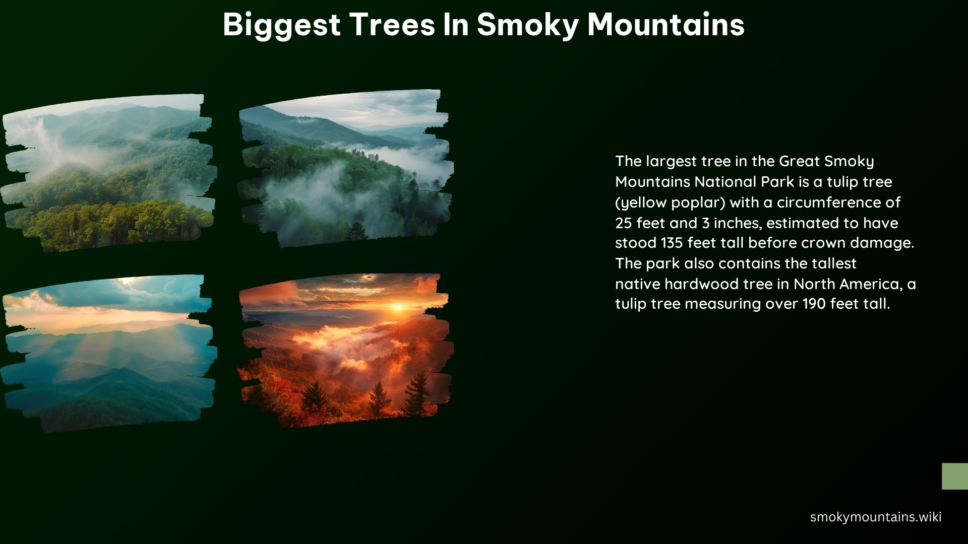 Biggest Trees in Smoky Mountains