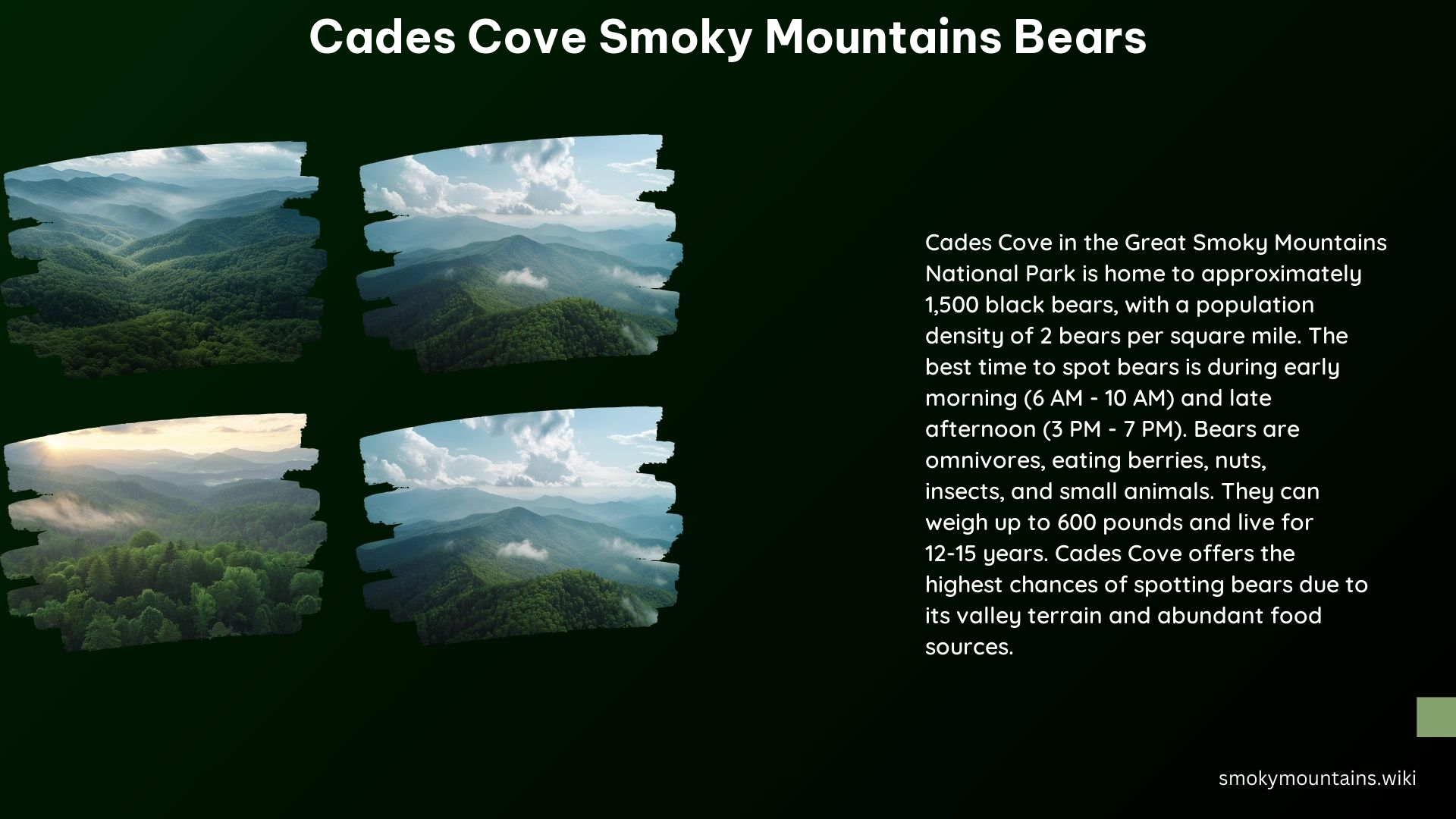 Cades Cove Smoky Mountains Bears