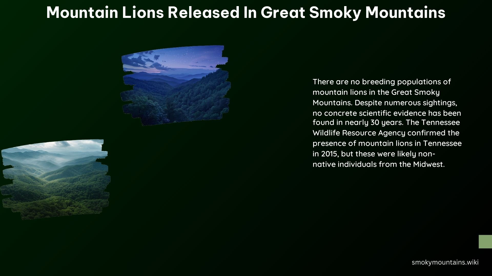 Mountain Lions Released in Great Smoky Mountains