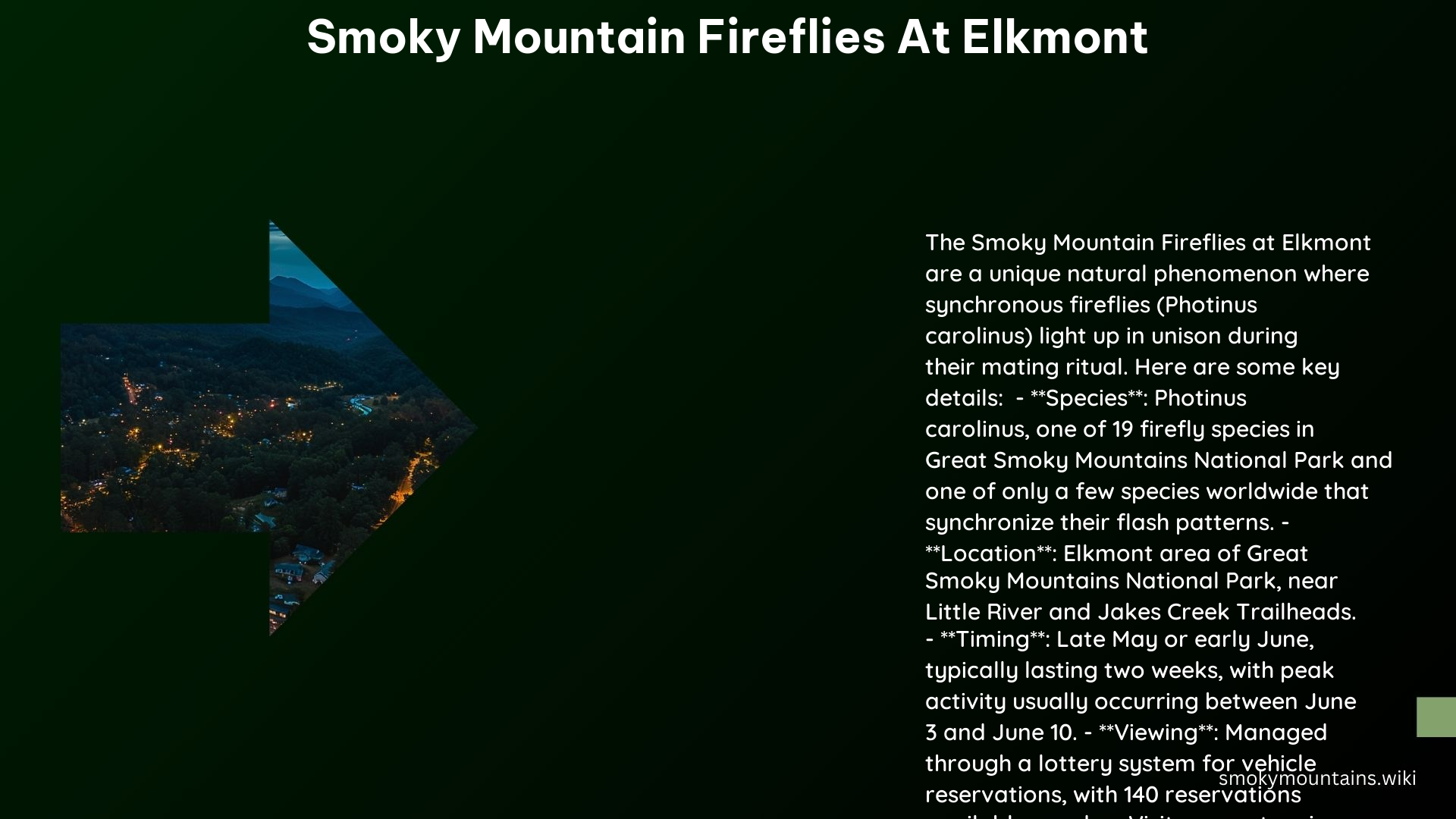 Smoky Mountain Fireflies at Elkmont