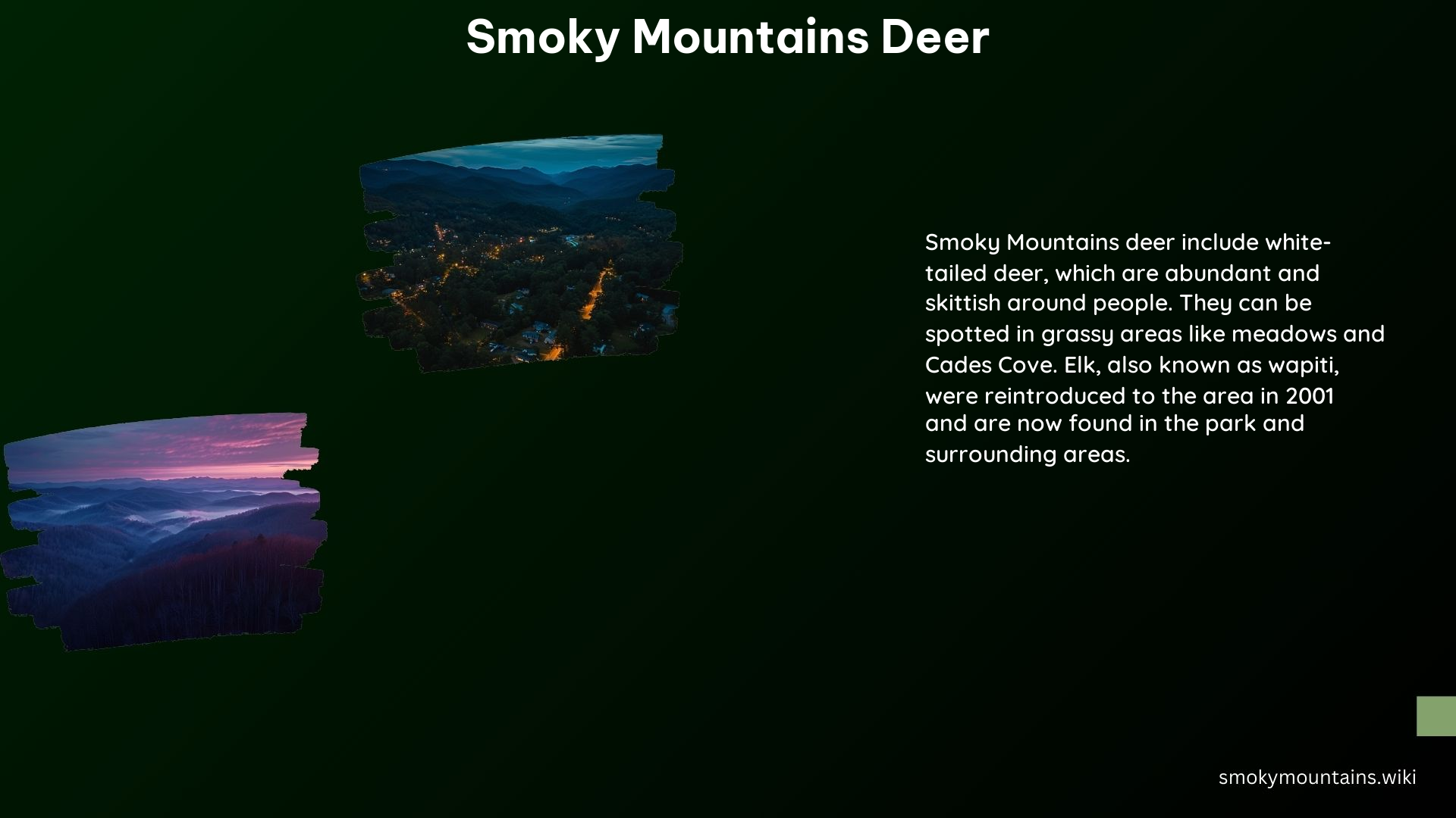 Smoky Mountains Deer