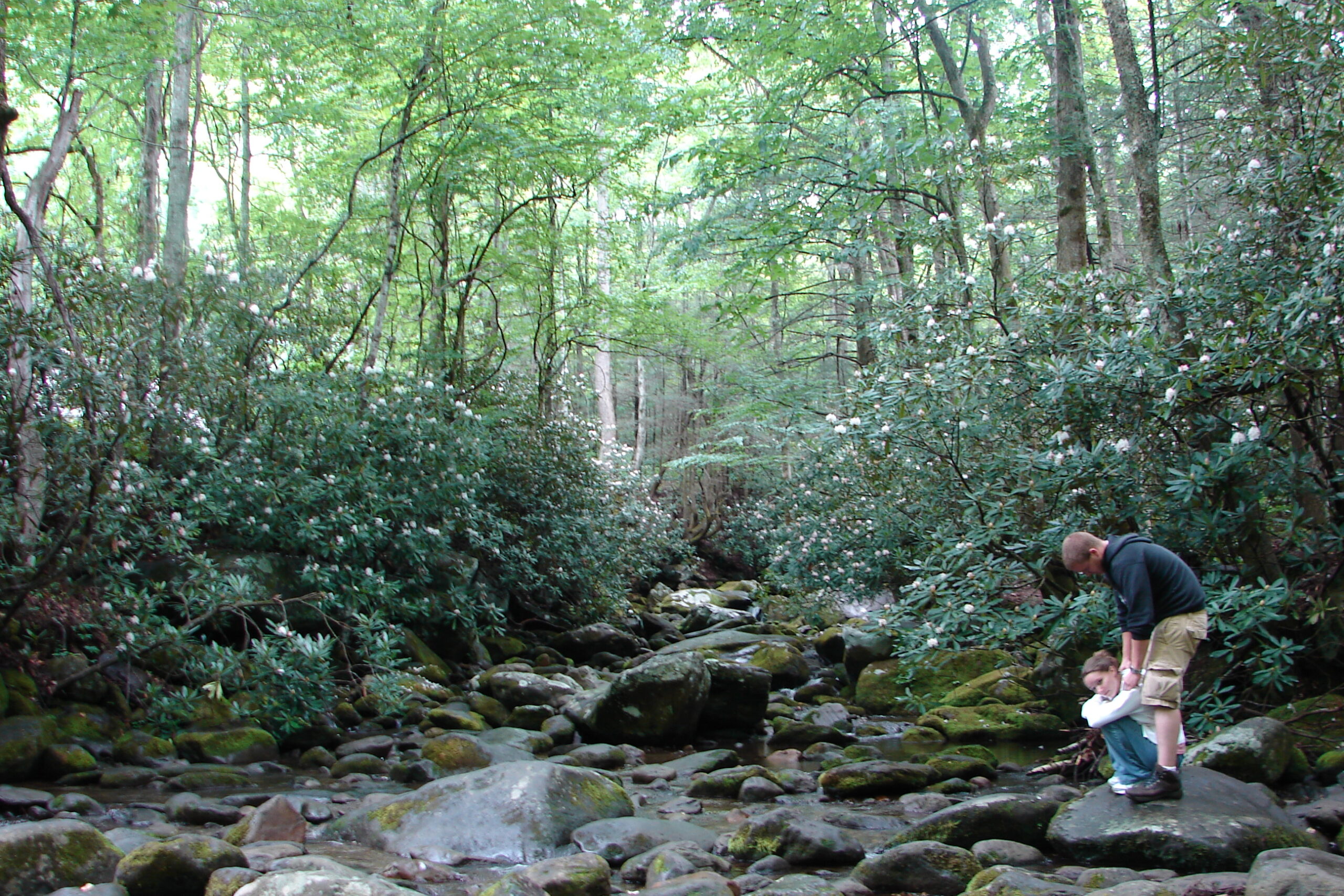 Little River Smoky Mountains Fishing