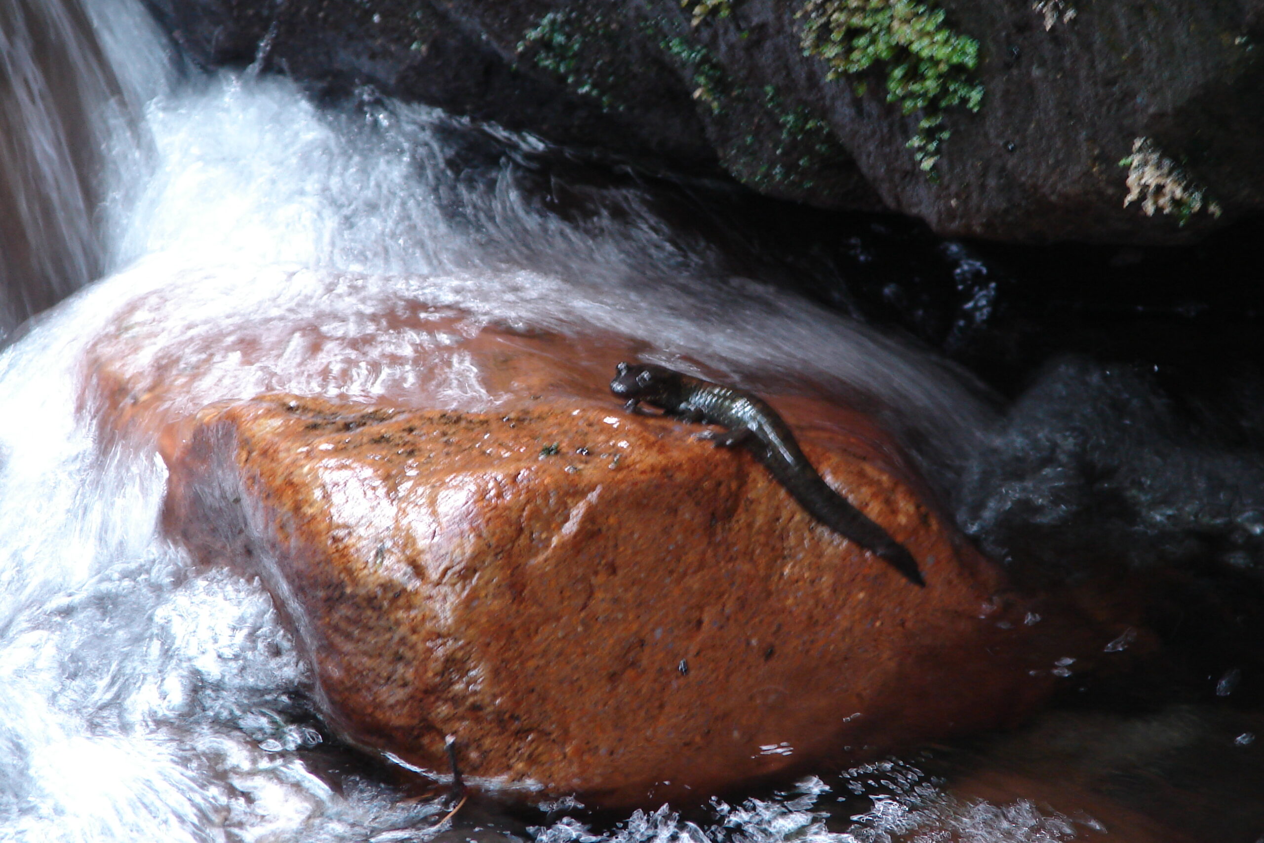 Smoky Mountains Campgrounds With Showers