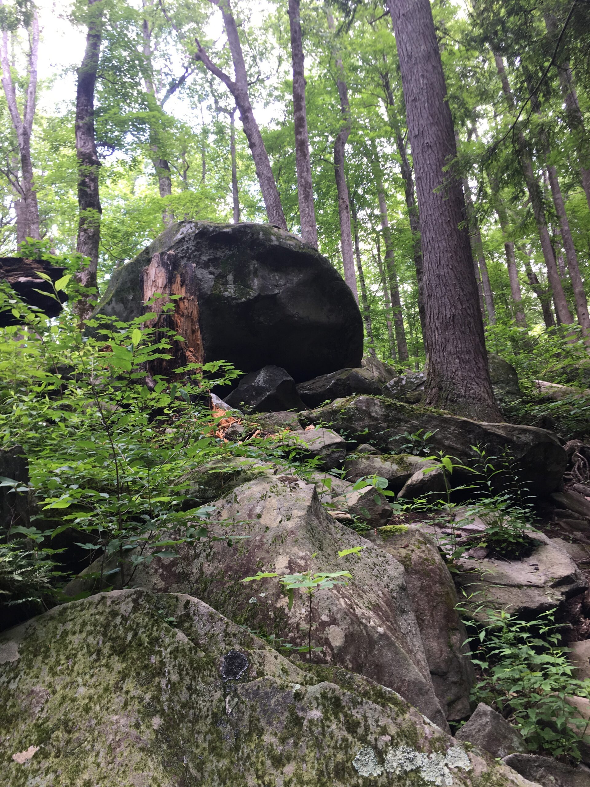 Lottery for Lightning Bugs in Smoky Mountains