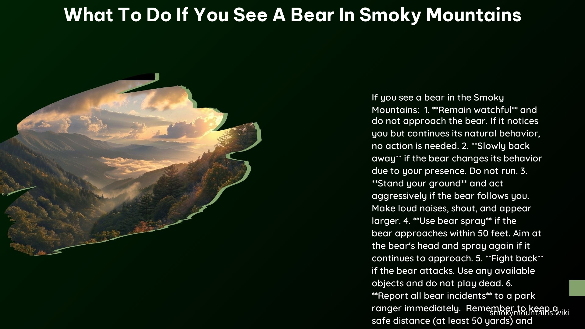 What to Do if You See a Bear in Smoky Mountains