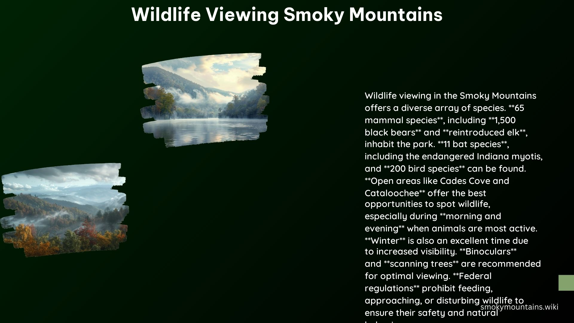 Wildlife Viewing Smoky Mountains